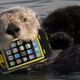Image for article titled Zoo Incident Proves OtterBoxes Are No Match for Actual Otters